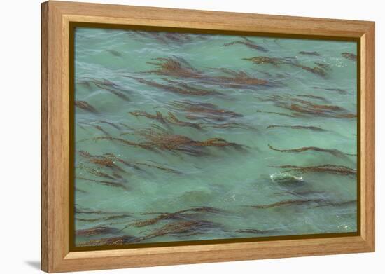 USA, California, Big Sur. Strands of ocean kelp forest.-Jaynes Gallery-Framed Premier Image Canvas