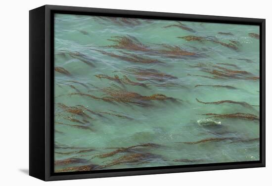 USA, California, Big Sur. Strands of ocean kelp forest.-Jaynes Gallery-Framed Premier Image Canvas
