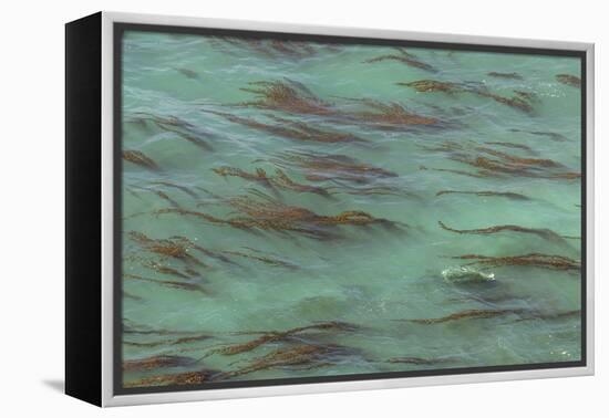 USA, California, Big Sur. Strands of ocean kelp forest.-Jaynes Gallery-Framed Premier Image Canvas