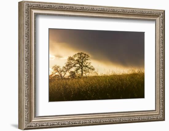 USA, California, Black Butte Lake. Backlit oak trees and grass at sunset.-Jaynes Gallery-Framed Photographic Print