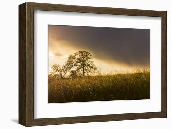 USA, California, Black Butte Lake. Backlit oak trees and grass at sunset.-Jaynes Gallery-Framed Photographic Print