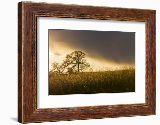 USA, California, Black Butte Lake. Backlit oak trees and grass at sunset.-Jaynes Gallery-Framed Photographic Print