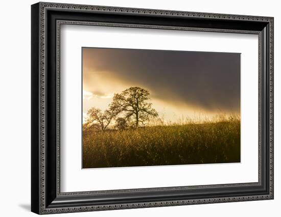 USA, California, Black Butte Lake. Backlit oak trees and grass at sunset.-Jaynes Gallery-Framed Photographic Print