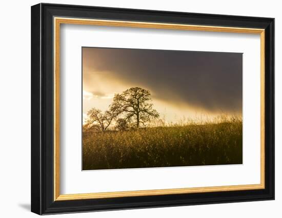 USA, California, Black Butte Lake. Backlit oak trees and grass at sunset.-Jaynes Gallery-Framed Photographic Print