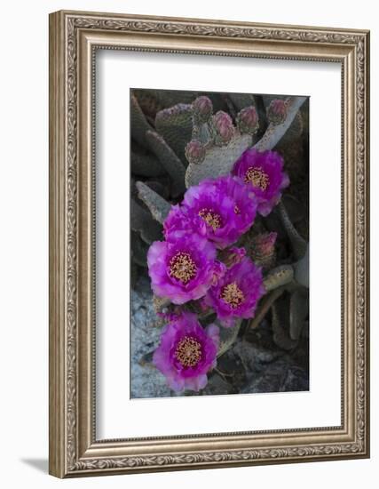 USA, California. Blooming beavertail prickly pear in desert landscape, Joshua Tree National Park-Judith Zimmerman-Framed Photographic Print