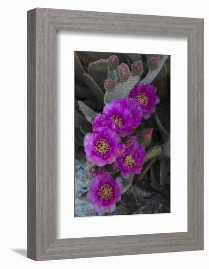 USA, California. Blooming beavertail prickly pear in desert landscape, Joshua Tree National Park-Judith Zimmerman-Framed Photographic Print