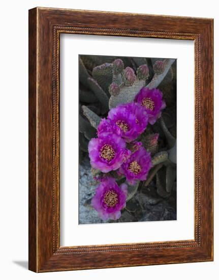 USA, California. Blooming beavertail prickly pear in desert landscape, Joshua Tree National Park-Judith Zimmerman-Framed Photographic Print