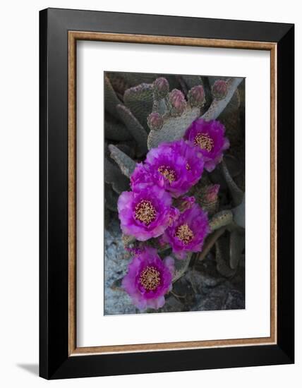 USA, California. Blooming beavertail prickly pear in desert landscape, Joshua Tree National Park-Judith Zimmerman-Framed Photographic Print