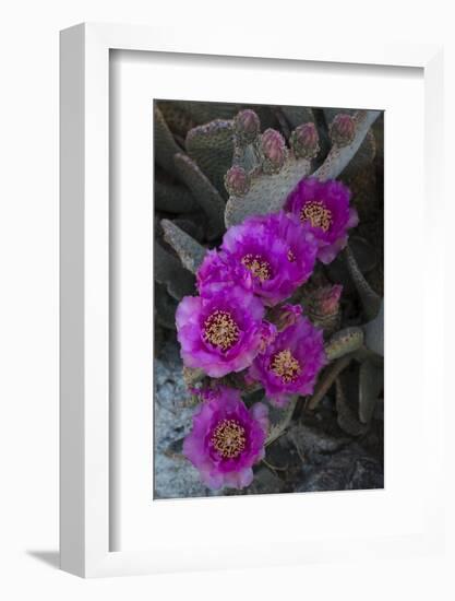 USA, California. Blooming beavertail prickly pear in desert landscape, Joshua Tree National Park-Judith Zimmerman-Framed Photographic Print