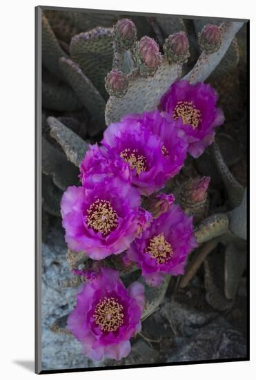 USA, California. Blooming beavertail prickly pear in desert landscape, Joshua Tree National Park-Judith Zimmerman-Mounted Photographic Print