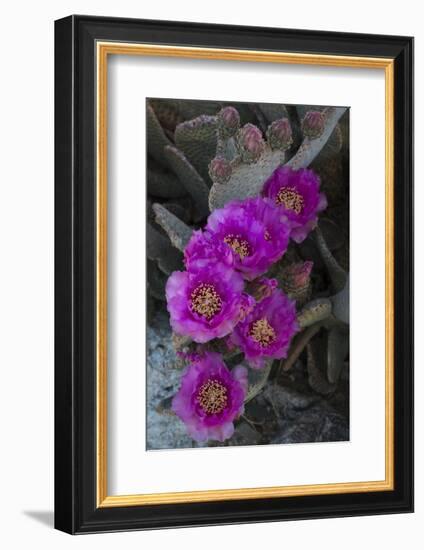 USA, California. Blooming beavertail prickly pear in desert landscape, Joshua Tree National Park-Judith Zimmerman-Framed Photographic Print