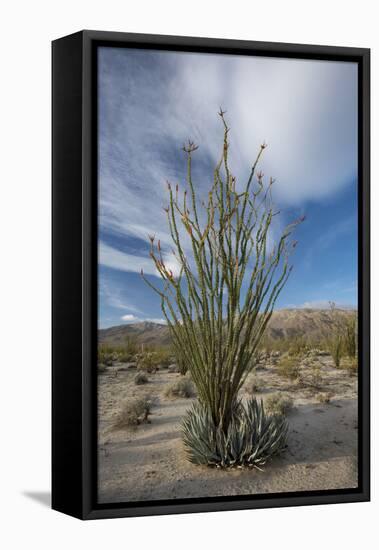 USA, California. Blooming Ocotillo in desert landscape, Anza-Borrego Desert State Park-Judith Zimmerman-Framed Premier Image Canvas