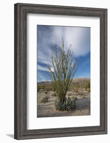 USA, California. Blooming Ocotillo in desert landscape, Anza-Borrego Desert State Park-Judith Zimmerman-Framed Photographic Print