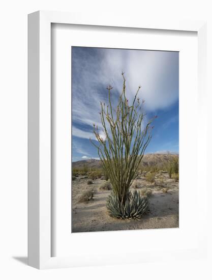 USA, California. Blooming Ocotillo in desert landscape, Anza-Borrego Desert State Park-Judith Zimmerman-Framed Photographic Print