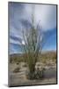 USA, California. Blooming Ocotillo in desert landscape, Anza-Borrego Desert State Park-Judith Zimmerman-Mounted Photographic Print