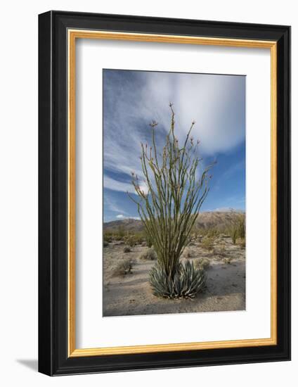 USA, California. Blooming Ocotillo in desert landscape, Anza-Borrego Desert State Park-Judith Zimmerman-Framed Photographic Print