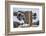 USA, California, Bodie. Close-up of Vintage Car Body in Snowfall-Don Paulson-Framed Photographic Print