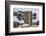 USA, California, Bodie. Close-up of Vintage Car Body in Snowfall-Don Paulson-Framed Photographic Print