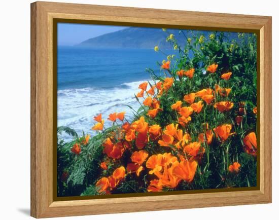 USA, California, California Poppies Along the Pacific Coast-Jaynes Gallery-Framed Premier Image Canvas
