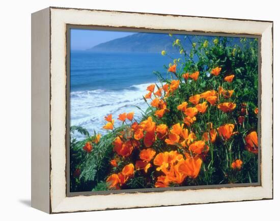 USA, California, California Poppies Along the Pacific Coast-Jaynes Gallery-Framed Premier Image Canvas