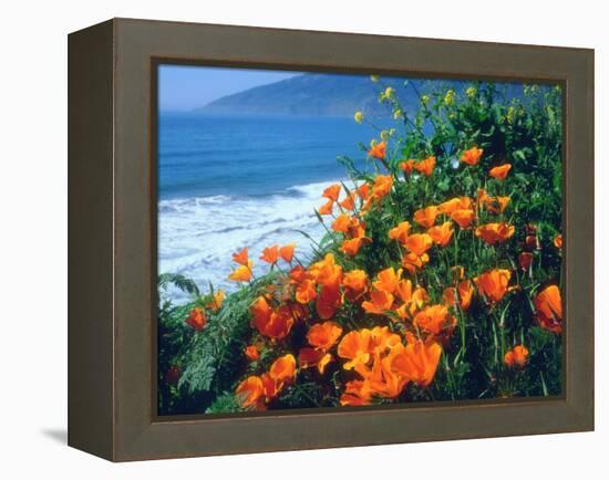 USA, California, California Poppies Along the Pacific Coast-Jaynes Gallery-Framed Premier Image Canvas