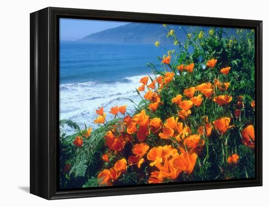 USA, California, California Poppies Along the Pacific Coast-Jaynes Gallery-Framed Premier Image Canvas