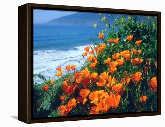 USA, California, California Poppies Along the Pacific Coast-Jaynes Gallery-Framed Premier Image Canvas