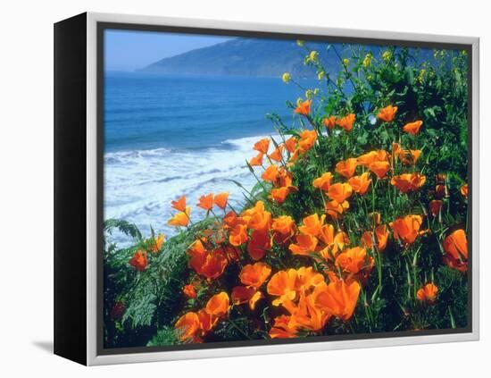 USA, California, California Poppies Along the Pacific Coast-Jaynes Gallery-Framed Premier Image Canvas