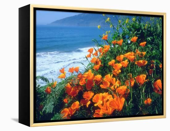 USA, California, California Poppies Along the Pacific Coast-Jaynes Gallery-Framed Premier Image Canvas