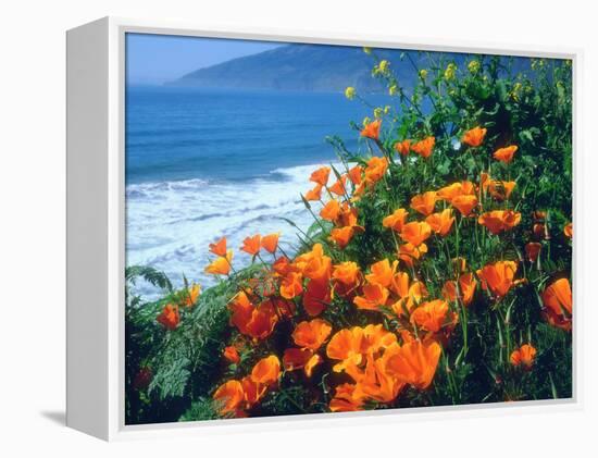 USA, California, California Poppies Along the Pacific Coast-Jaynes Gallery-Framed Premier Image Canvas