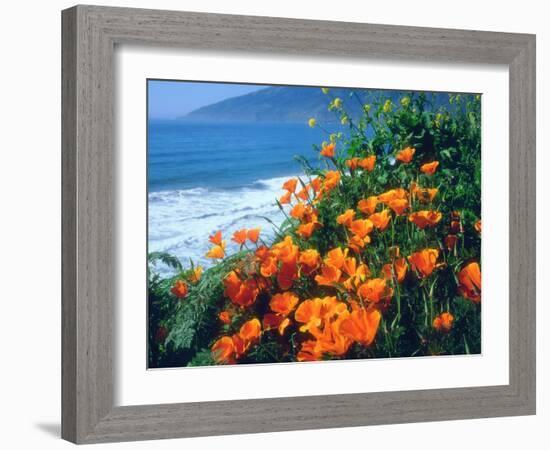 USA, California, California Poppies Along the Pacific Coast-Jaynes Gallery-Framed Premium Photographic Print