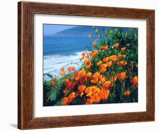 USA, California, California Poppies Along the Pacific Coast-Jaynes Gallery-Framed Premium Photographic Print