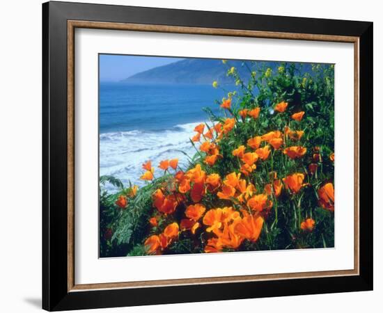 USA, California, California Poppies Along the Pacific Coast-Jaynes Gallery-Framed Premium Photographic Print