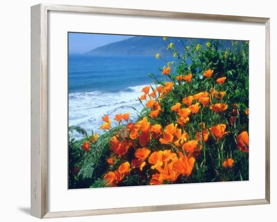 USA, California, California Poppies Along the Pacific Coast-Jaynes Gallery-Framed Premium Photographic Print