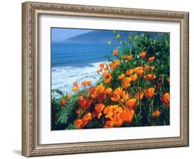 USA, California, California Poppies Along the Pacific Coast-Jaynes Gallery-Framed Photographic Print