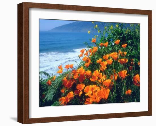 USA, California, California Poppies Along the Pacific Coast-Jaynes Gallery-Framed Photographic Print