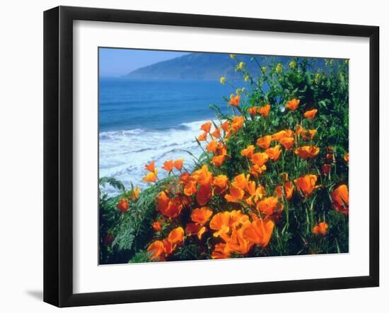 USA, California, California Poppies Along the Pacific Coast-Jaynes Gallery-Framed Photographic Print