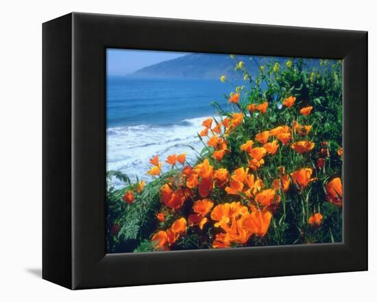 USA, California, California Poppies Along the Pacific Coast-Jaynes Gallery-Framed Premier Image Canvas