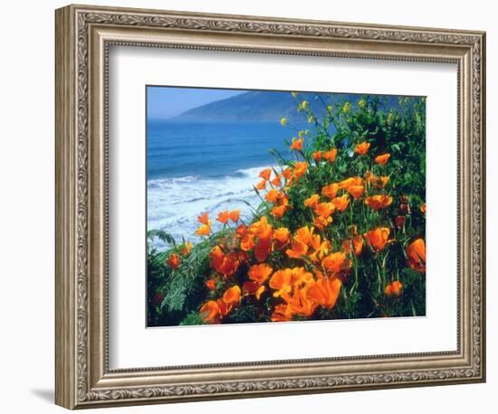 USA, California, California Poppies Along the Pacific Coast-Jaynes Gallery-Framed Photographic Print