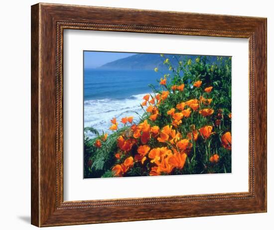 USA, California, California Poppies Along the Pacific Coast-Jaynes Gallery-Framed Photographic Print