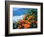 USA, California, California Poppies Along the Pacific Coast-Jaynes Gallery-Framed Photographic Print