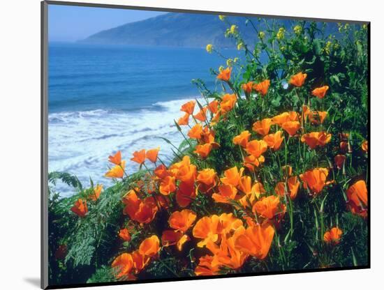 USA, California, California Poppies Along the Pacific Coast-Jaynes Gallery-Mounted Photographic Print