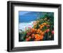 USA, California, California Poppies Along the Pacific Coast-Jaynes Gallery-Framed Photographic Print