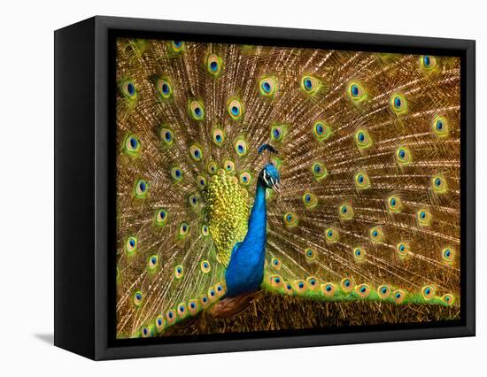 USA, California, Carlsbad, Leo Carrillo Ranch, Peacock in Spring-Ann Collins-Framed Premier Image Canvas