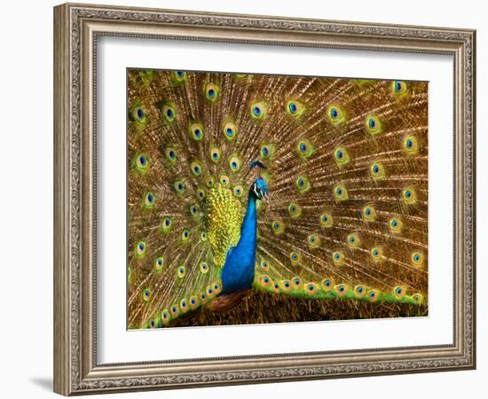 USA, California, Carlsbad, Leo Carrillo Ranch, Peacock in Spring-Ann Collins-Framed Photographic Print