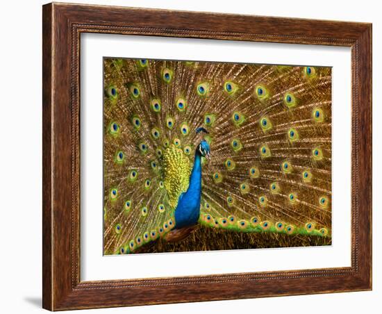 USA, California, Carlsbad, Leo Carrillo Ranch, Peacock in Spring-Ann Collins-Framed Photographic Print