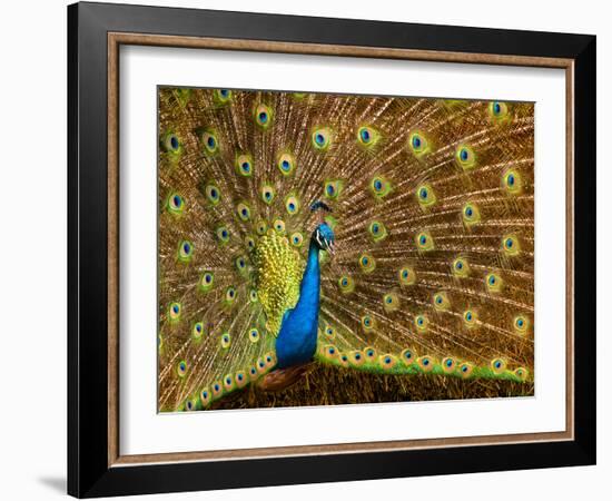 USA, California, Carlsbad, Leo Carrillo Ranch, Peacock in Spring-Ann Collins-Framed Photographic Print