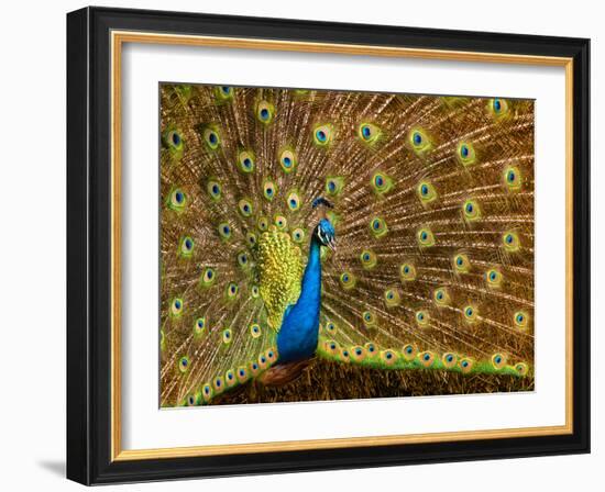 USA, California, Carlsbad, Leo Carrillo Ranch, Peacock in Spring-Ann Collins-Framed Photographic Print