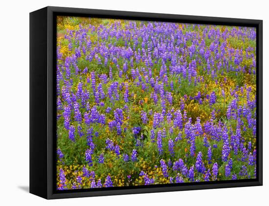 USA, California, Carrizo Plain National Monument, Dense Spring Bloom of Douglas Lupine-John Barger-Framed Premier Image Canvas