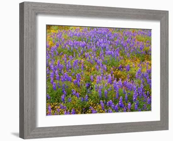 USA, California, Carrizo Plain National Monument, Dense Spring Bloom of Douglas Lupine-John Barger-Framed Photographic Print